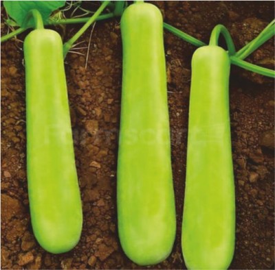 HY. BOTTLE GOURD VARUNA